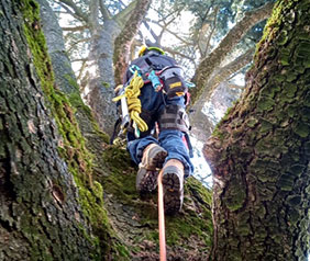 Tree Climbing